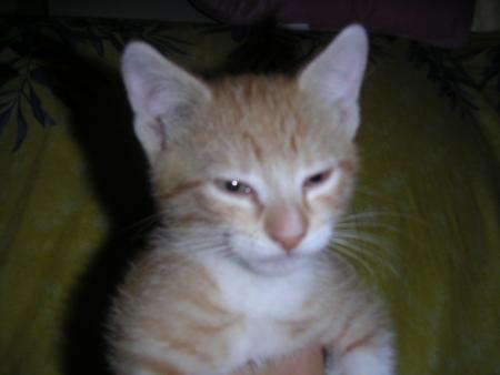 GARFIELD
