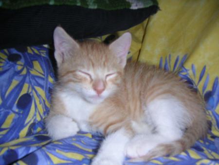 Garfield bebe
